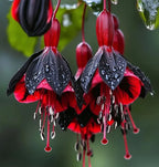 Fuchsia Seeds - Lantern flower