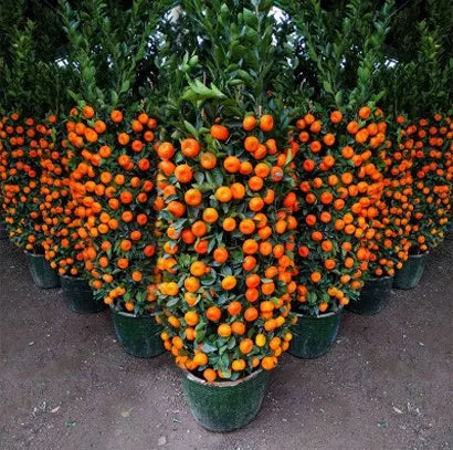 🍊Red Tangerine Seeds-Sweet, Juicy, Abundant Harvests