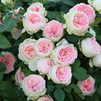 [3 days germination]🔥Last Day 49% OFF🌺Climbing Rose Seeds