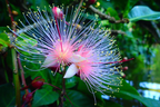 Barringtonia racemosa seeds🌸