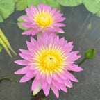 🌸[7 days germination]Last Day Sale - 50% OFF💐The Sacred Bonsai Bowl Lotus Flower