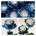 🌹Ecuadorian Roses - Rare Roses