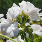 ✨Geranium – The Colorful and Cheerful Fairy of Your Balcony!