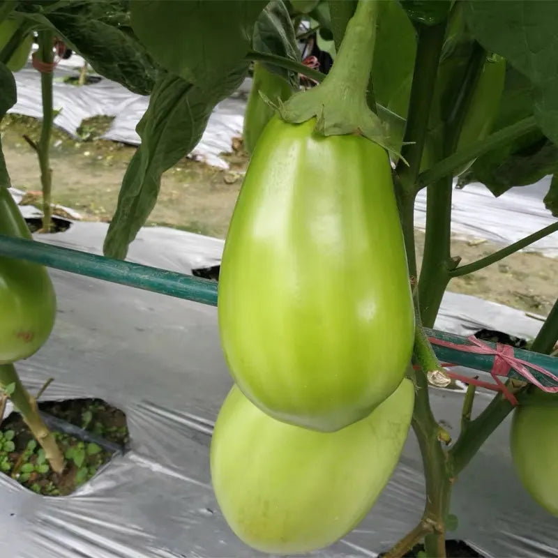 🍆 Nubia Eggplant Vegetable Seeds-Striped eggplant