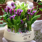 Calla Lily Bulbs – The Magical Bloom That Never Fails