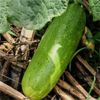 🥒Crawling Fruit Cucumbers Seeds