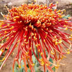Mixed Spider Mums Flower Seeds-Over 20 Colors