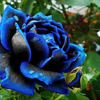 Rare Black Blue Rose- Seeds