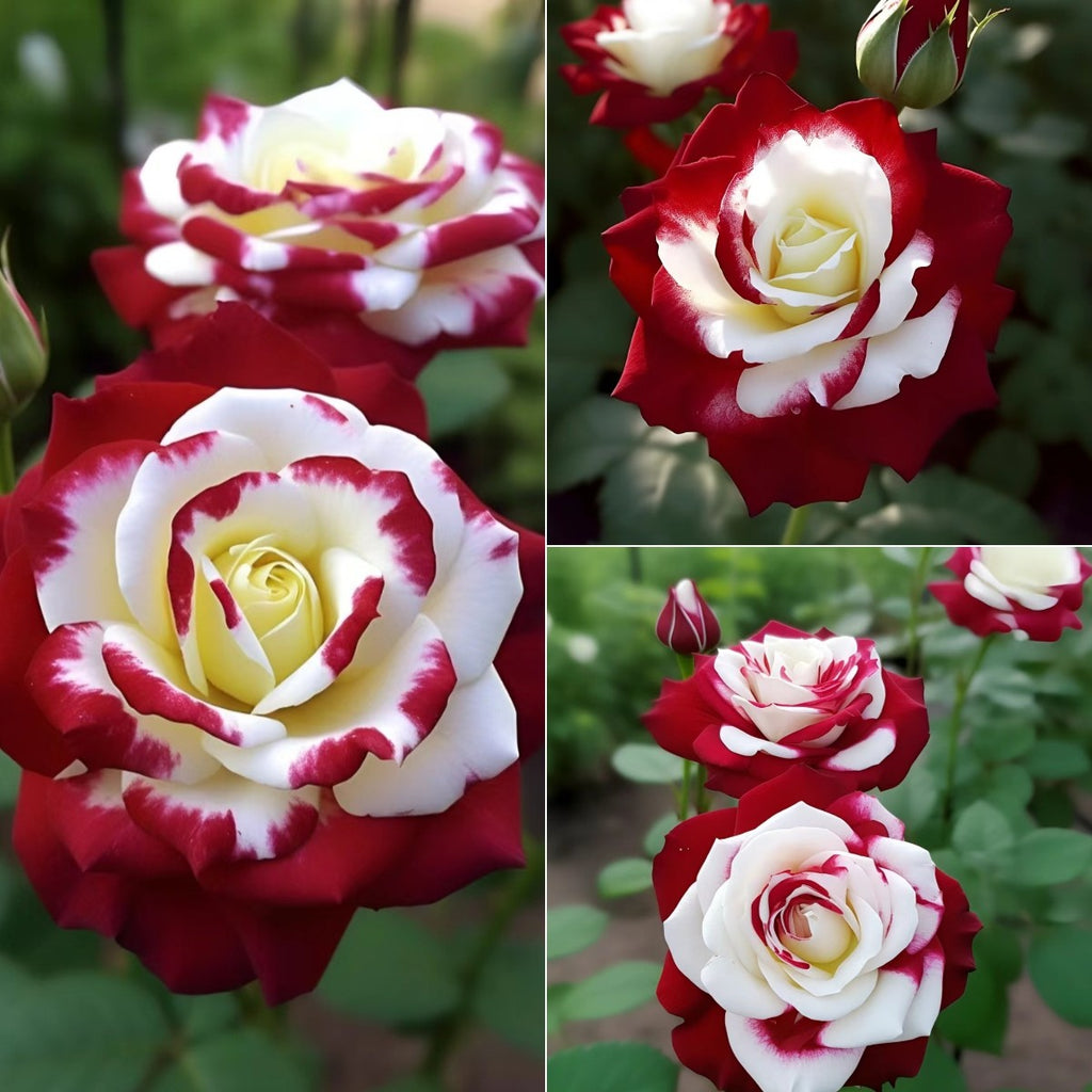 Twin rose seeds (high quality version)