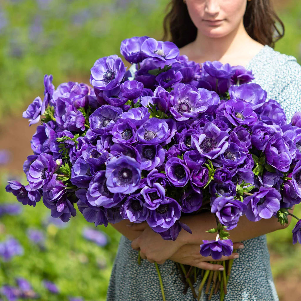 De Caen Blue Anemone Seeds
