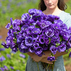 De Caen Blue Anemone Seeds