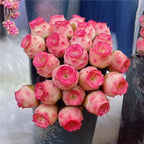 Pink Mountain Rose -Succulent