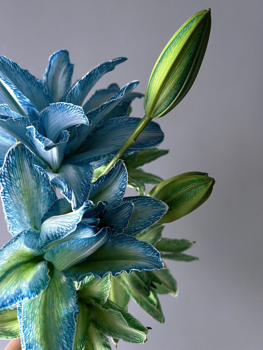 Double-Blossom Lily