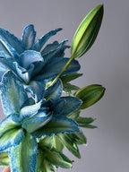 Double-Blossom Lily