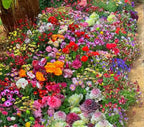 🔥Last day clearance💝Premium Cold-Hardy Mixed Perennial Flower Seeds - Selected 40+ Fall Planting Mix