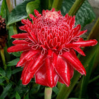 Porcelain rose seeds-Etlingera elatior-Torch Ginger