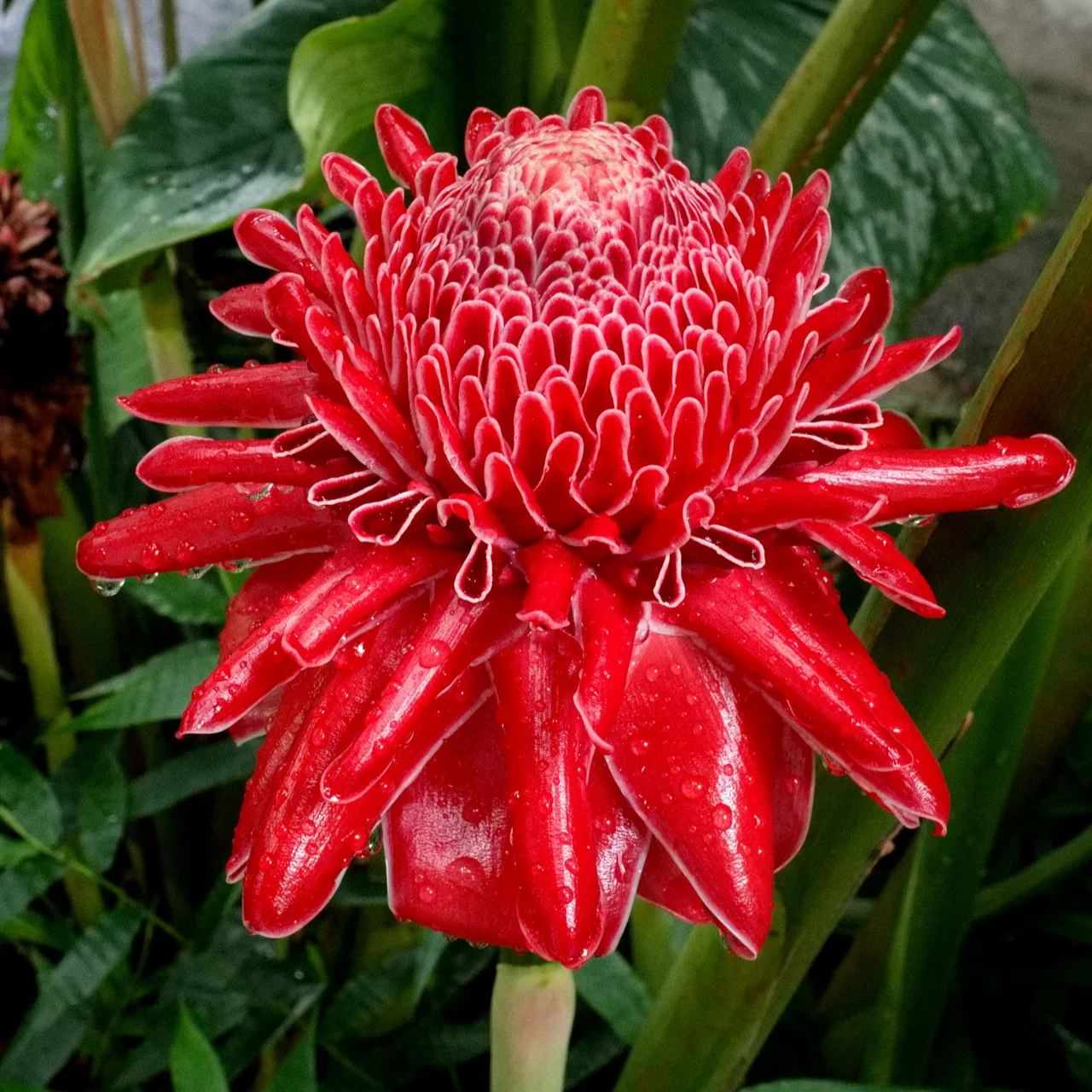 Porcelain rose seeds-Etlingera elatior-Torch Ginger
