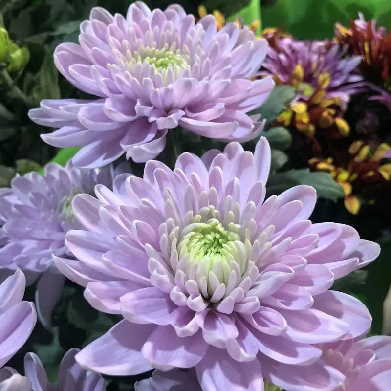 Beautiful Rare Golden Daisy🌻Easy
