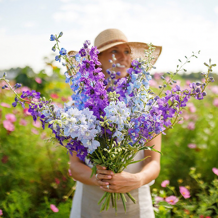 Delphinium Seeds-Mixed 7 Colors