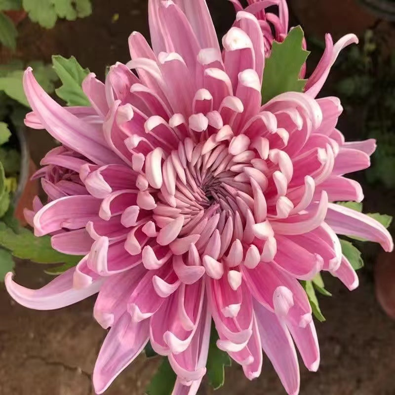 Beautiful Rare Golden Daisy🌻Easy