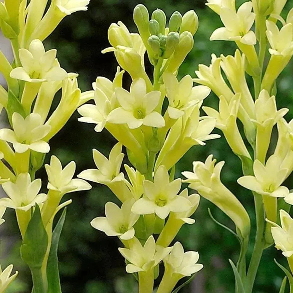 🔥[Limited Time Sale]Tuberose🌸 Bulbs! Enjoy 💥50% off, come by and grab it!