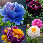 Yellow Peony Seeds – Symbol of luck and wealth