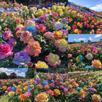 Mixed Color Rose Combination Seeds💐