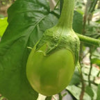 🍆 Nubia Eggplant Vegetable Seeds-Striped eggplant