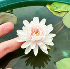 🌸[7 days germination]Last Day Sale - 50% OFF💐The Sacred Bonsai Bowl Lotus Flower