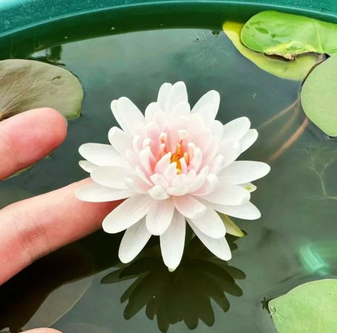🌸[7 days germination]Last Day Sale - 50% OFF💐The Sacred Bonsai Bowl Lotus Flower
