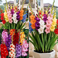 🎉Limited Time Offer: 50% Off : Gladiolus Bulbs!