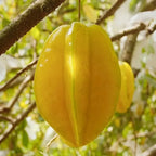 ⭐Sweet Starfruit Seeds-Four Seasons Potted