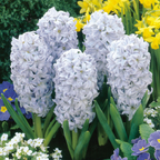 Mixed Color Hyacinth Seeds