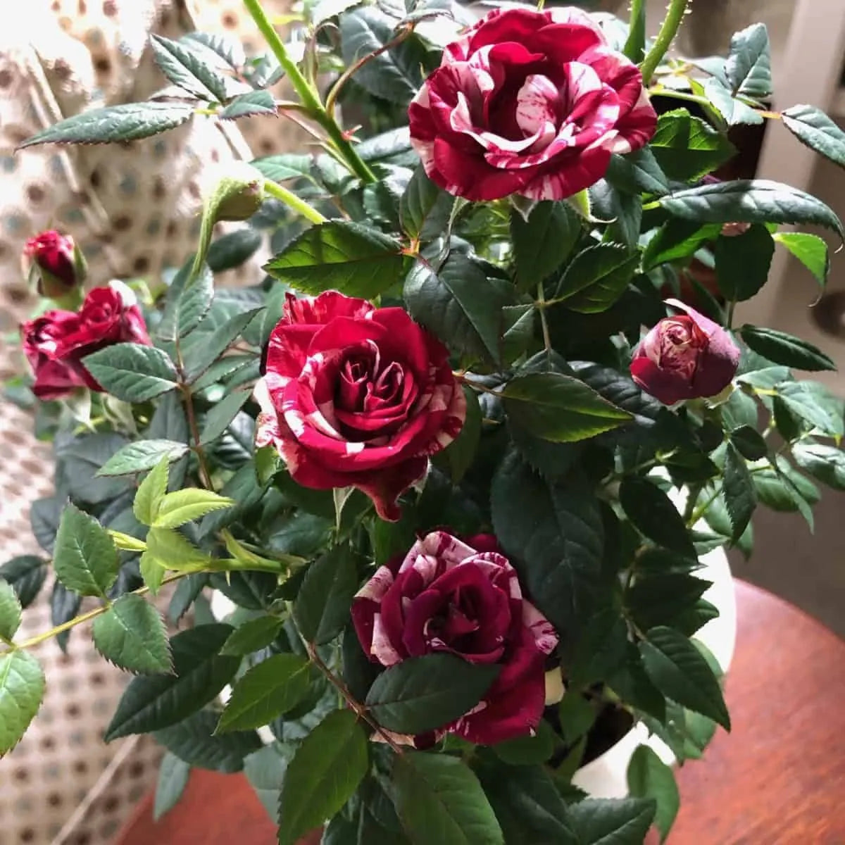 Rose red white Miniature Rose