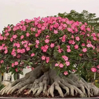 🎁Desert Rose Bulbs🌵Super easy care! 🌸 Adenium Obesum Bulbs