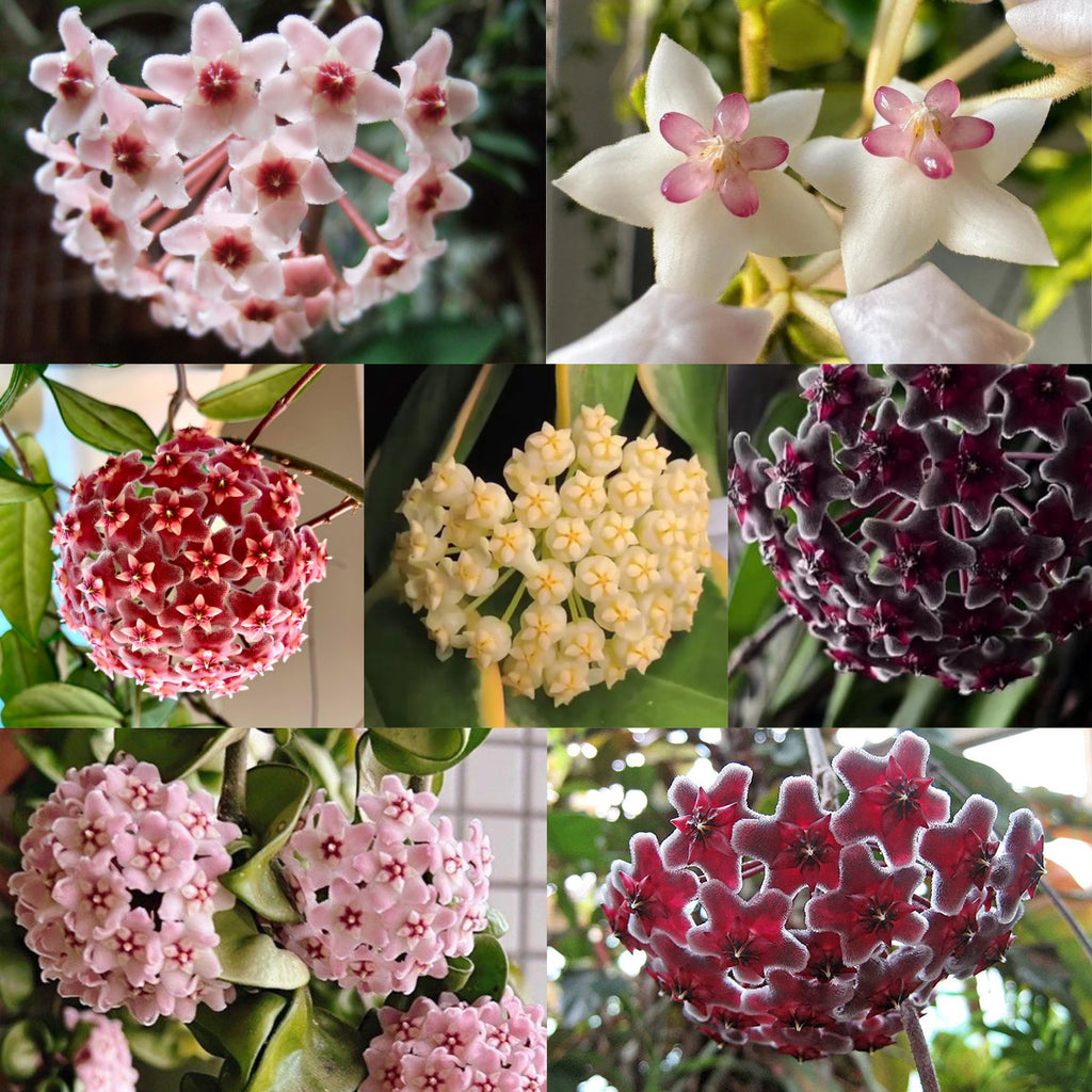 Hoya Seeds - Stars falling from the sky✨