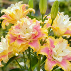 Double-petaled bicolor fragrant lily Bulbs—Fresh and Sweet