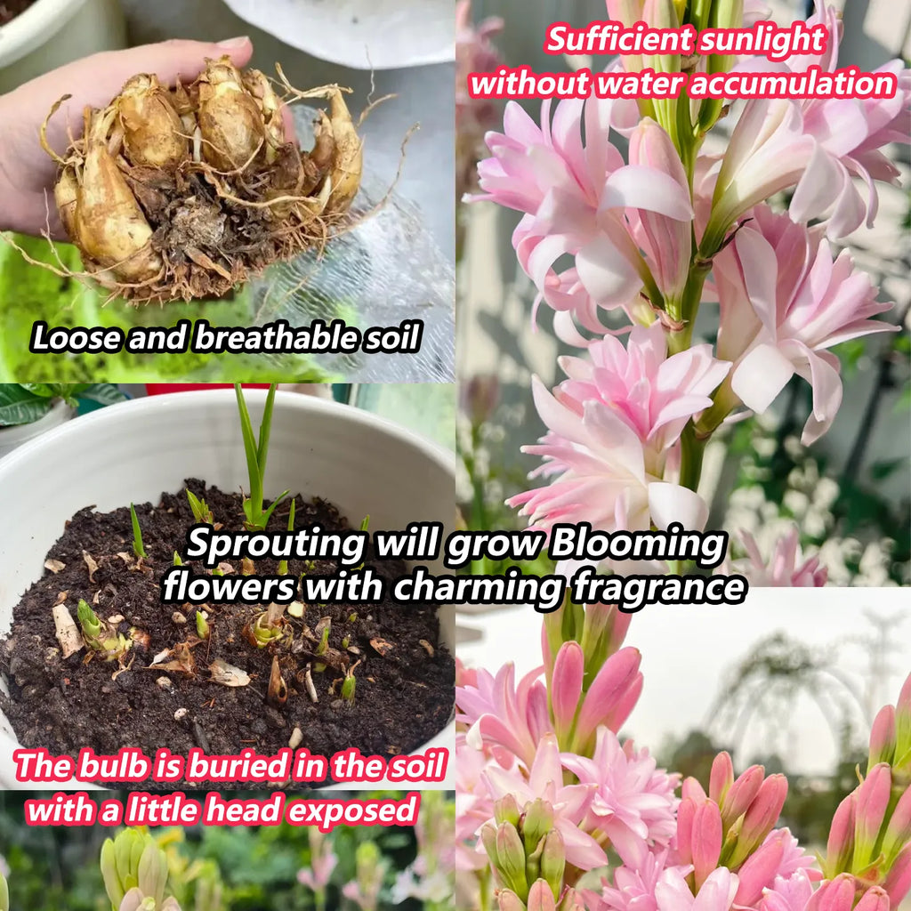 🔥[Limited Time Sale]Tuberose🌸 Bulbs! Enjoy 💥50% off, come by and grab it!