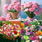 Double-Flowered Mixed Carnation Seeds