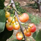 Golden Cherry Seeds