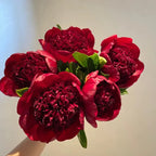 Yellow Peony Seeds – Symbol of luck and wealth