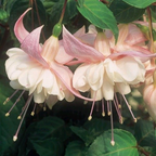 🧚🏼Fuchsia Flowers Seeds-Dancing Elf🪴Bonsai