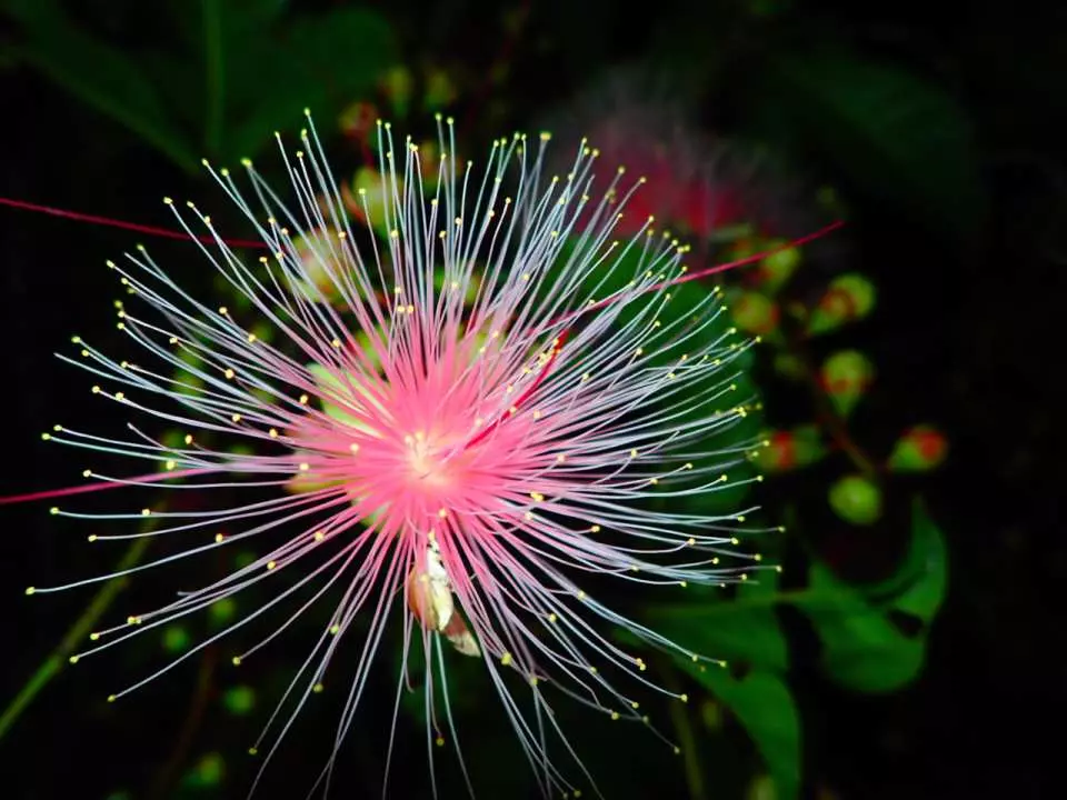 Barringtonia racemosa seeds🌸