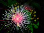 Barringtonia racemosa seeds🌸