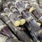 🌱 Grow Your Own Sugarcane – High Germination Seeds ✨ for Easy Home Gardens 🌿