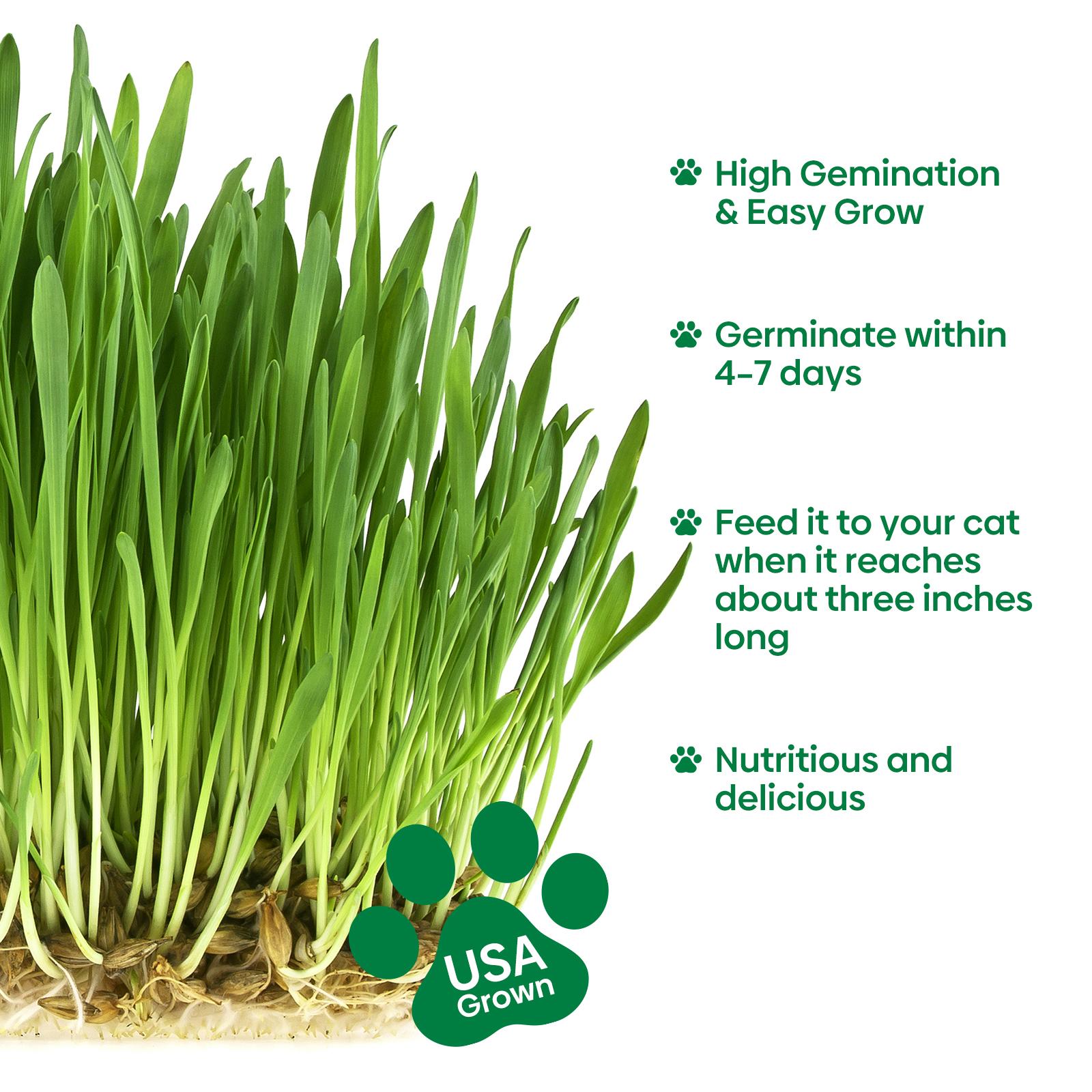 Grow Fresh Cat Grass Seeds at Home