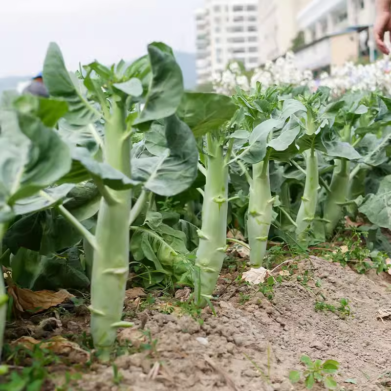Big chicken leg kale Seeds