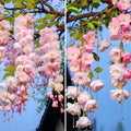 Begonia flowers Seeds