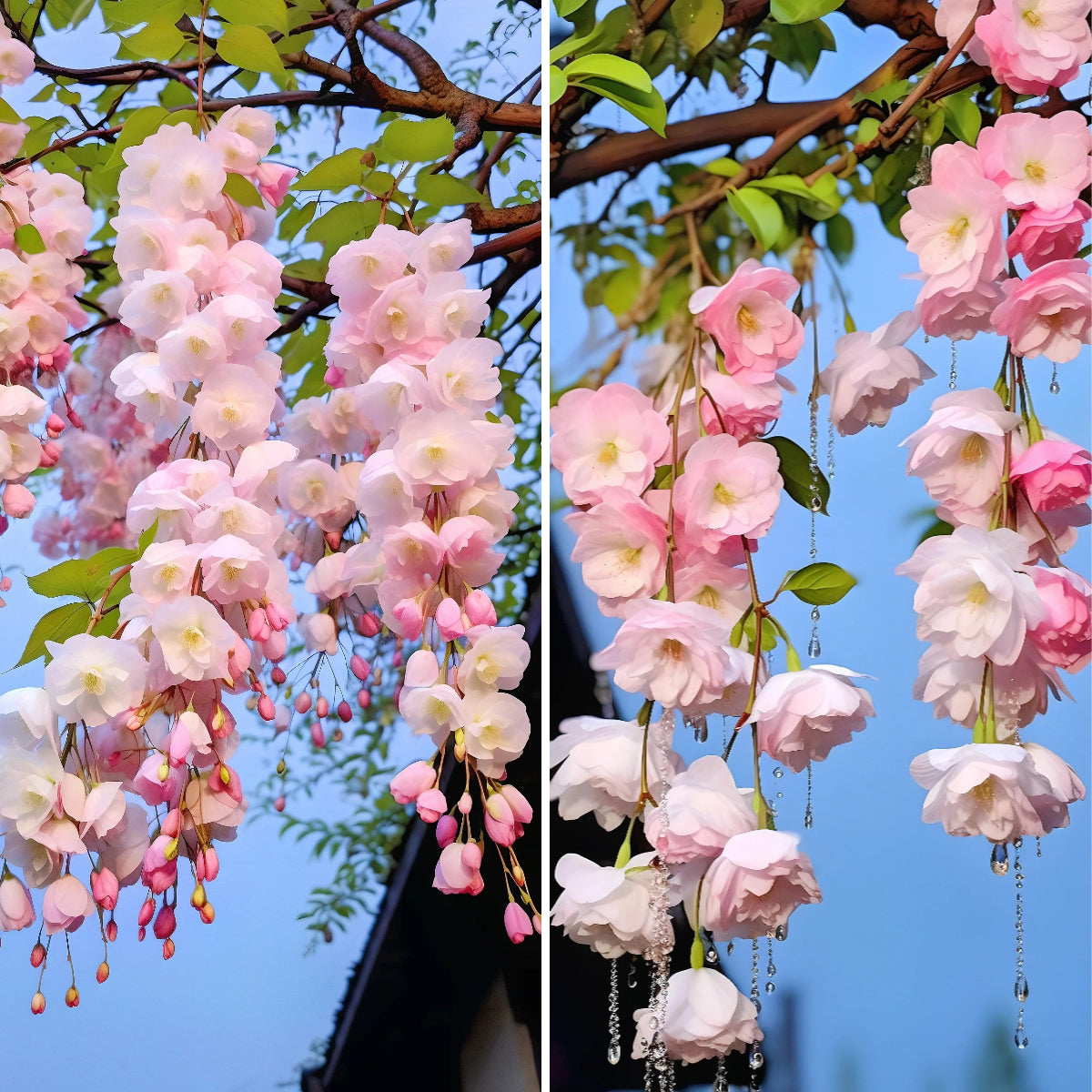 Begonia flowers Seeds