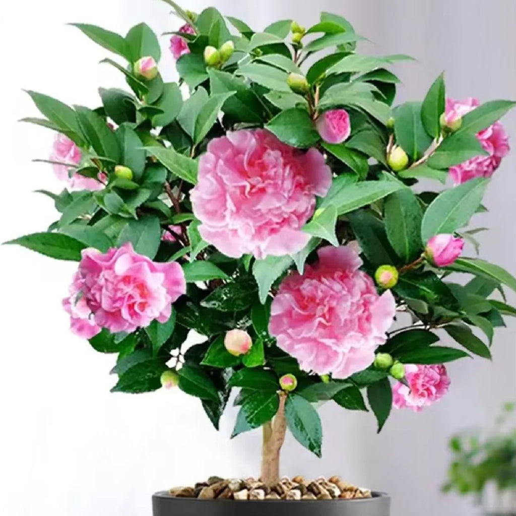 Camellias Seeds